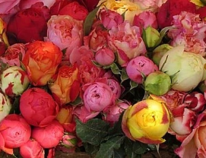 Top 10 des roses Floribunda