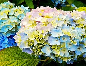 15 meilleures variétés d'hortensias