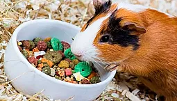 10 meilleurs aliments pour cochons d'Inde