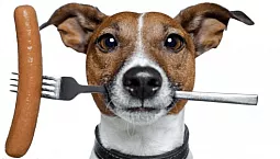 10 meilleurs aliments humides pour chiens