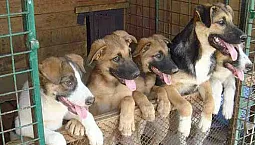 5 meilleurs refuges pour chiens à Moscou