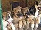 5 meilleurs refuges pour chiens à Moscou