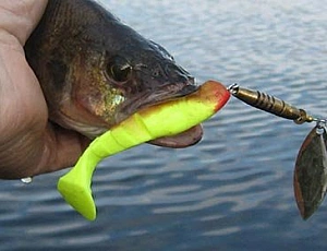 15 meilleurs vibrotails