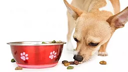 10 meilleurs aliments pour Chihuahua