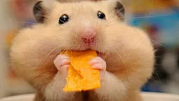 Les 10 meilleurs aliments pour hamsters
