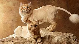 5 meilleures tondeuses pour chat