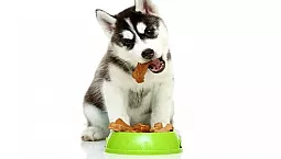 5 meilleurs aliments Husky
