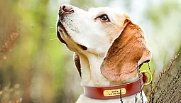 Les 10 meilleurs colliers pour chiens d'AliExpress