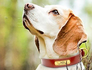 Les 10 meilleurs colliers pour chiens d'AliExpress