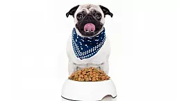 5 meilleurs aliments pour carlin