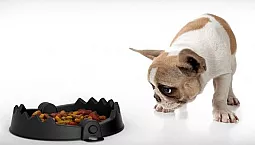 Les 5 meilleurs aliments pour un bouledogue français