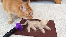 10 meilleurs furminateurs pour chats et chiens