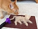 10 meilleurs furminateurs pour chats et chiens