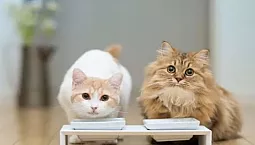 10 meilleurs aliments hypoallergéniques pour chats