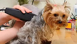 5 meilleures tondeuses Yorkie