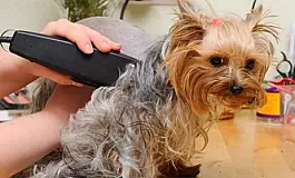 5 meilleures tondeuses Yorkie