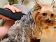 5 meilleures tondeuses Yorkie