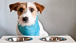 10 meilleurs aliments hypoallergéniques pour chiens