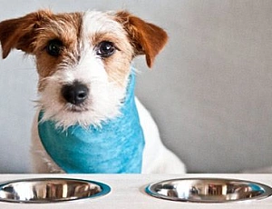 10 meilleurs aliments hypoallergéniques pour chiens