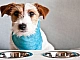 10 meilleurs aliments hypoallergéniques pour chiens