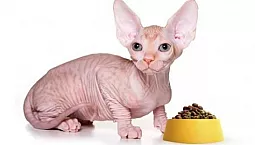 5 meilleurs aliments Sphynx