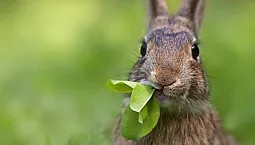 10 meilleurs aliments pour lapins d'ornement