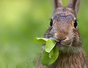 10 meilleurs aliments pour lapins d'ornement