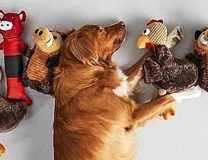 Les 20 meilleurs jouets pour chiens d'AliExpress