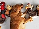 Les 20 meilleurs jouets pour chiens d'AliExpress