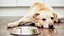 10 meilleurs aliments pour les labradors