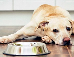 10 meilleurs aliments pour les labradors