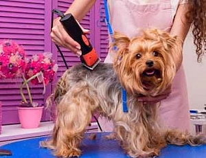 10 meilleures machines de toilettage