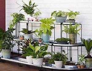 10 meilleures plantes d'intérieur