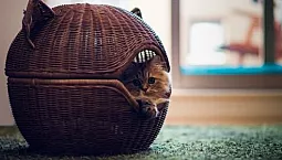 10 meilleures maisons de chat
