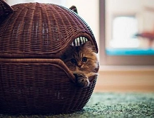10 meilleures maisons de chat