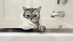 Les 20 Meilleurs Shampoings Pour Chats