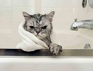 Les 20 Meilleurs Shampoings Pour Chats
