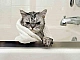 Les 20 Meilleurs Shampoings Pour Chats