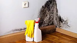 10 meilleurs remèdes contre la moisissure sur les murs