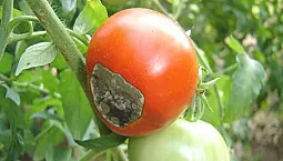 10 meilleurs remèdes contre le phytophthora