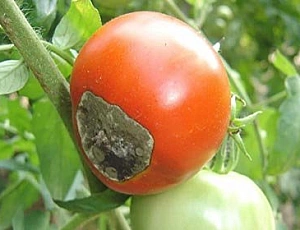 10 meilleurs remèdes contre le phytophthora