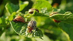 Top 10 des remèdes contre le doryphore de la pomme de terre