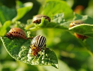 Top 10 des remèdes contre le doryphore de la pomme de terre
