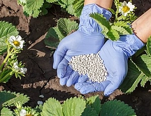 5 meilleurs remèdes contre les charançons