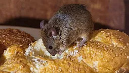 Top 10 des remèdes contre la souris
