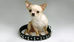 10 plus petites races de chiens