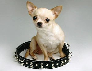 10 plus petites races de chiens