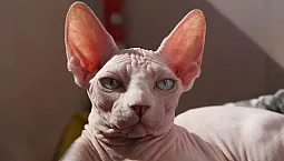 Top 10 des races de chats les plus intelligents