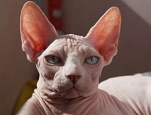 Top 10 des races de chats les plus intelligents