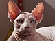 Top 10 des races de chats les plus intelligents